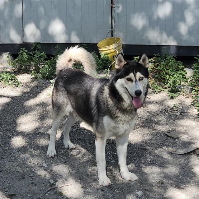 Shelter Stray Male Dog last seen N SAN JAOQUIN AND FORTUNA, 4710 TX-151, San Antonio, TX 78227, USA