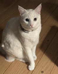 Lost Male Cat last seen Mitchell Canyon Road, Clayton, CA 94517