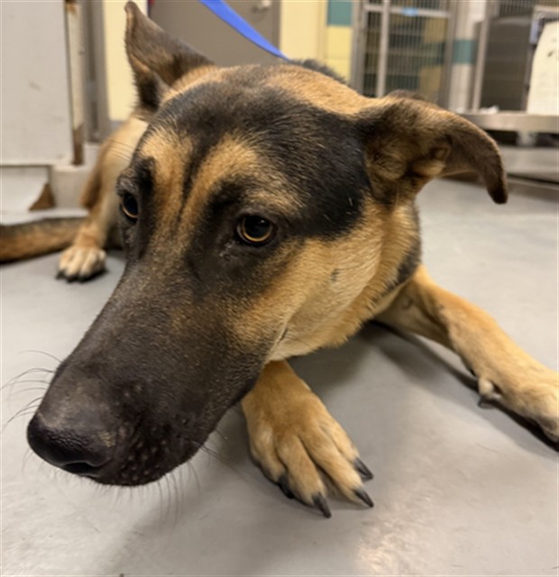 Shelter Stray Male Dog last seen Near BLOCK W ESPLANADE AVE, HEMET CITY, 581 S Grand Ave, San Jacinto, CA 92582, USA