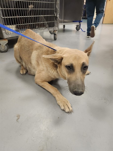 Shelter Stray Female Dog last seen Near BLOCK W ESPLANADE AVE, HEMET CITY, 581 S Grand Ave, San Jacinto, CA 92582, USA