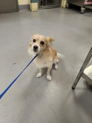 Shelter Stray Male Dog last seen ESPLANADE AVE/SANDERSON, HEMET CA 92545, 581 S Grand Ave, San Jacinto, CA 92582, USA
