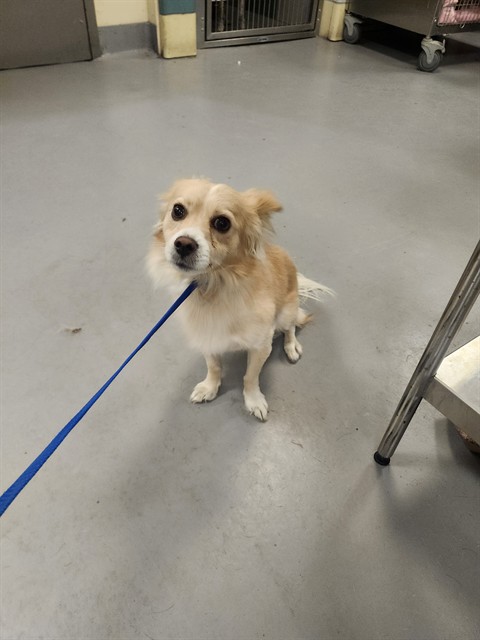 Shelter Stray Male Dog last seen ESPLANADE AVE/SANDERSON, HEMET CA 92545, 581 S Grand Ave, San Jacinto, CA 92582, USA