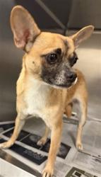 Shelter Stray Female Dog last seen Near BLOCK S VERNON AVE, SAN JACINTO CA 92583, 581 S Grand Ave, San Jacinto, CA 92582, USA