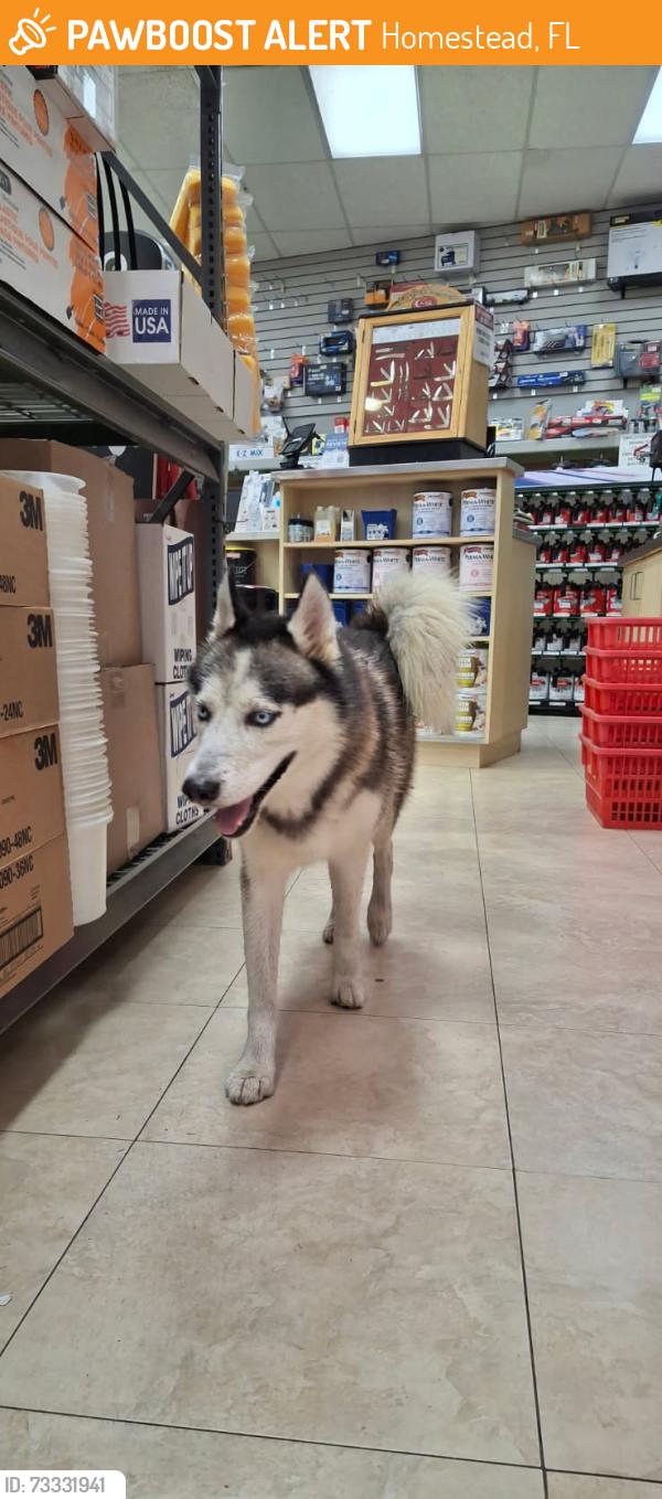 Found/Stray Male Dog last seen Berry paint and hardware, Homestead, FL 33030