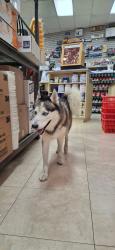 Found/Stray Male Dog last seen Berry paint and hardware, Homestead, FL 33030