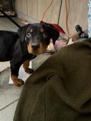 Shelter Stray Female Dog last seen FOUND AT ACS PARKING LOT, 4710 TX-151, San Antonio, TX 78227, USA