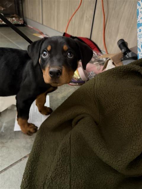 Shelter Stray Female Dog last seen FOUND AT ACS PARKING LOT, 4710 TX-151, San Antonio, TX 78227, USA