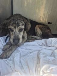 Shelter Stray Male Dog last seen TAMPA AVE, 4710 TX-151, San Antonio, TX 78227, USA