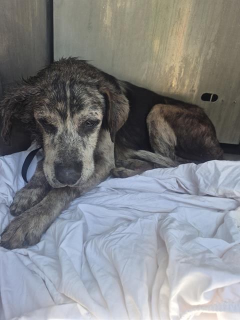 Shelter Stray Male Dog last seen TAMPA AVE, 4710 TX-151, San Antonio, TX 78227, USA