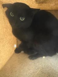 Shelter Stray Unknown Cat last seen Near BLOCK W DEERMEADOW CIR, 4522 W 3500 S, West Valley City, UT 84120, USA