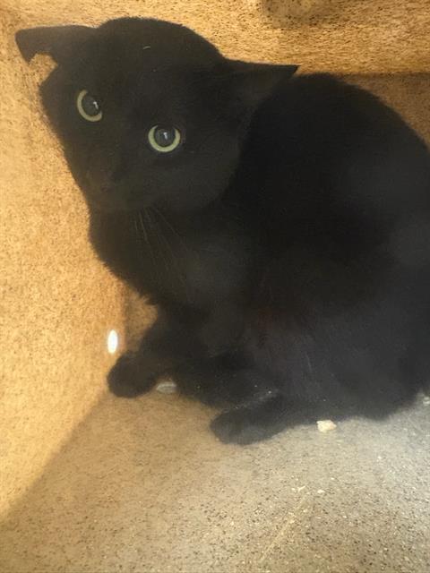 Shelter Stray Unknown Cat last seen Near BLOCK W DEERMEADOW CIR, 4522 W 3500 S, West Valley City, UT 84120, USA