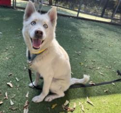 Shelter Stray Female Dog last seen , 14409 Vanowen St, Van Nuys, CA 91405, USA