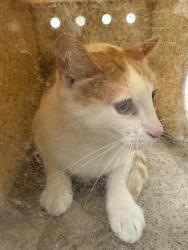 Shelter Stray Unknown Cat last seen Near BLOCK S 2835, 4522 W 3500 S, West Valley City, UT 84120, USA