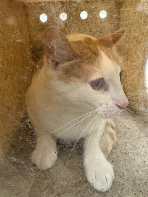 Shelter Stray Unknown Cat last seen Near BLOCK S 2835, 4522 W 3500 S, West Valley City, UT 84120, USA