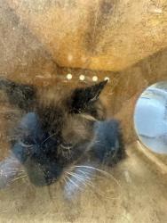 Shelter Stray Unknown Cat last seen Near BLOCK MIDDLE PARK, 4522 W 3500 S, West Valley City, UT 84120, USA
