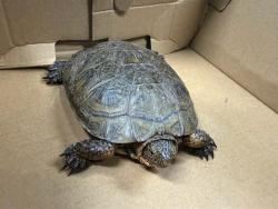 Shelter Stray Unknown Other last seen , 4275 Elton St, Baldwin Park, CA 91706, USA