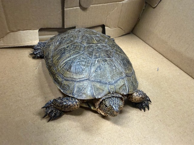 Shelter Stray Unknown Other last seen , 4275 Elton St, Baldwin Park, CA 91706, USA