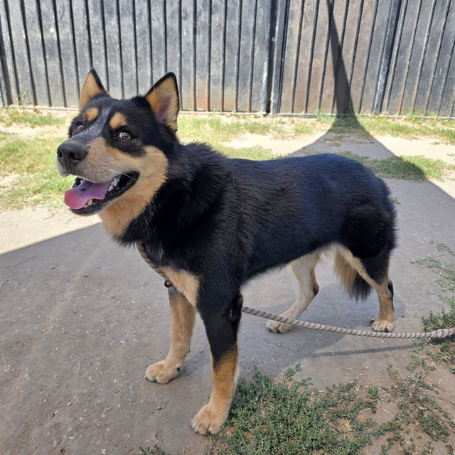 Shelter Stray Male Dog last seen Near BLK PINE AVE, LB 90813, 7700 E Spring St, Long Beach, CA 90815, USA