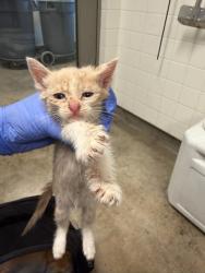 Shelter Stray Unknown Cat last seen , 14409 Vanowen St, Van Nuys, CA 91405, USA