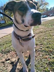 Shelter Stray Male Dog last seen MIDLAND BLVD, 10521 Baur Blvd, Olivette, MO 63132, USA