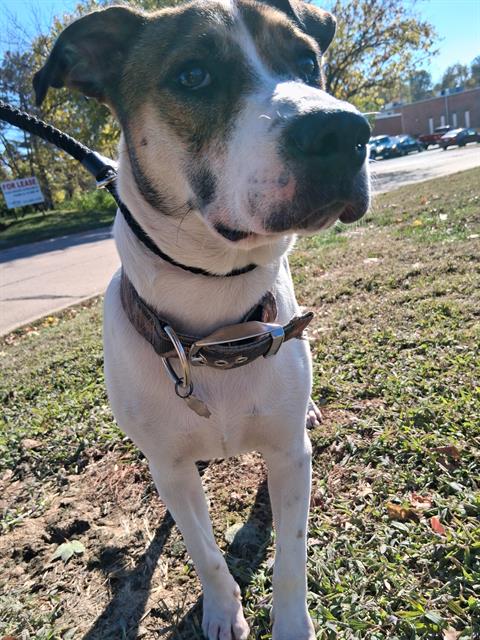Shelter Stray Male Dog last seen MIDLAND BLVD, 10521 Baur Blvd, Olivette, MO 63132, USA