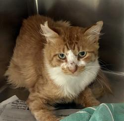 Shelter Stray Male Cat last seen Near BLOCK CATHY,63123, 10521 Baur Blvd, Olivette, MO 63132, USA