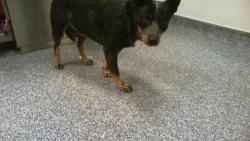 Shelter Stray Unknown Dog last seen CHARLOTTE, 8315 Byrum Dr, Charlotte, NC 28217, USA