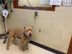 Shelter Stray Male Dog last seen Near BLOCK N 50TH ST, 3839 W Burnham St, West Milwaukee, WI 53215, USA