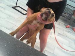 Shelter Stray Female Dog last seen CHARLOTTE, 8315 Byrum Dr, Charlotte, NC 28217, USA