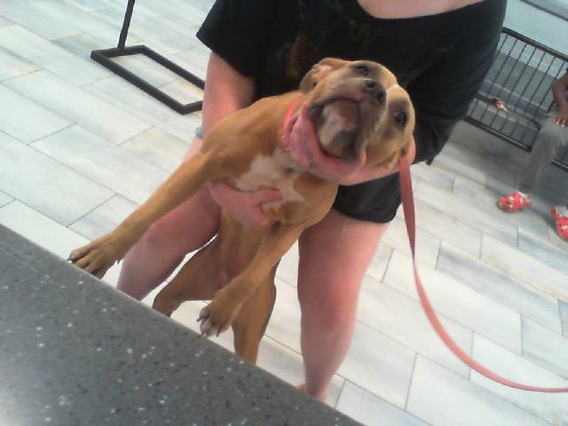 Shelter Stray Female Dog last seen CHARLOTTE, 8315 Byrum Dr, Charlotte, NC 28217, USA