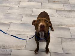Shelter Stray Male Dog last seen CHARLOTTE, 8315 Byrum Dr, Charlotte, NC 28217, USA