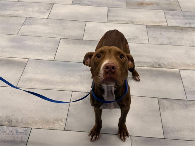 Shelter Stray Male Dog last seen CHARLOTTE, 8315 Byrum Dr, Charlotte, NC 28217, USA