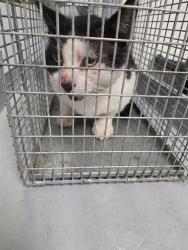 Shelter Stray Unknown Cat last seen Near BLOCK NW 12 AV, POMPANO BEACH FL 33069, 2400 SW 42nd St, Fort Lauderdale, FL 33312, USA