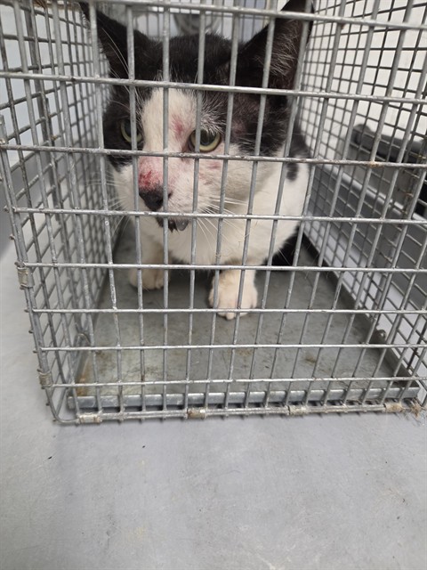 Shelter Stray Unknown Cat last seen Near BLOCK NW 12 AV, POMPANO BEACH FL 33069, 2400 SW 42nd St, Fort Lauderdale, FL 33312, USA