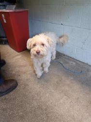 Shelter Stray Female Dog last seen TELFER WAY & WARDELL WAY, 2127 Front St, Sacramento, CA 95818, USA
