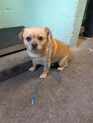 Shelter Stray Male Dog last seen TELFER WAY & WARDELL WAY, 2127 Front St, Sacramento, CA 95818, USA