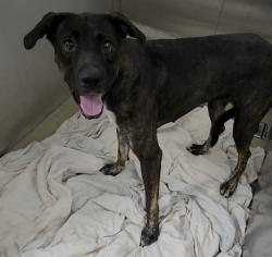 Shelter Stray Female Dog last seen Near BLOCK NW 8 AV, POMPANO BEACH FL 33060, 2400 SW 42nd St, Fort Lauderdale, FL 33312, USA