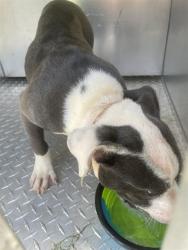 Shelter Stray Female Dog last seen LAVENDER RD, 1601 Airport Rd, Shelby, NC 28150, USA