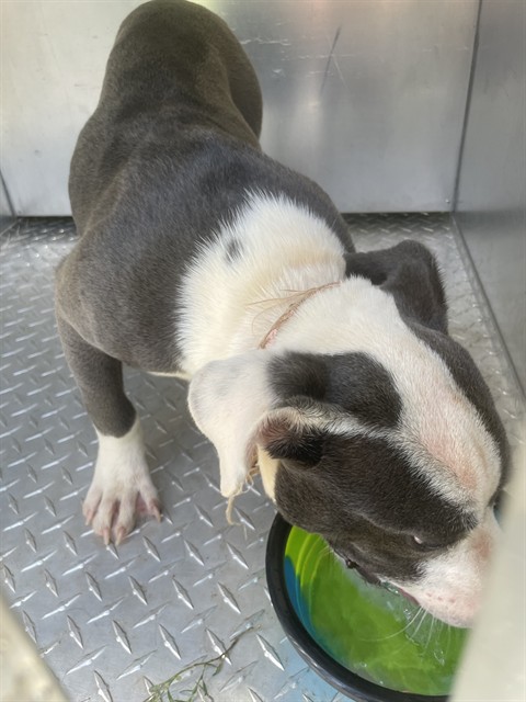 Shelter Stray Female Dog last seen LAVENDER RD, 1601 Airport Rd, Shelby, NC 28150, USA