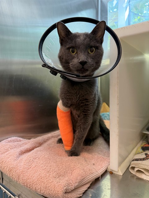 Shelter Stray Male Cat last seen Near BLOCK BEECH ST, 12155 Park Blvd, Brighton, CO 80601, USA