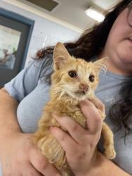 Shelter Stray Male Cat last seen N POST RD, 1601 Airport Rd, Shelby, NC 28150, USA