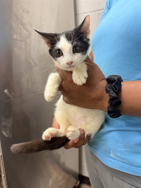 Shelter Stray Male Cat last seen , 1601 Airport Rd, Shelby, NC 28150, USA