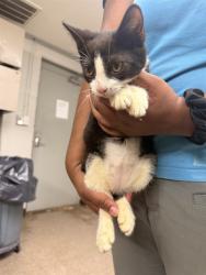 Shelter Stray Male Cat last seen , 1601 Airport Rd, Shelby, NC 28150, USA