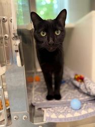 Shelter Stray Female Cat last seen 118TH AVE/DAHLIA ST, 12155 Park Blvd, Brighton, CO 80601, USA