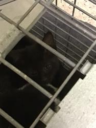 Shelter Stray Female Cat last seen BRIGHTON RD, 12155 Park Blvd, Brighton, CO 80601, USA