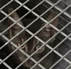 Shelter Stray Unknown Cat last seen BRIGHTON RD, 12155 Park Blvd, Brighton, CO 80601, USA