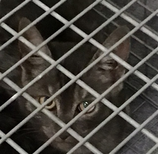 Shelter Stray Unknown Cat last seen BRIGHTON RD, 12155 Park Blvd, Brighton, CO 80601, USA