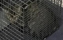 Shelter Stray Female Cat last seen BRIGHTON RD, 12155 Park Blvd, Brighton, CO 80601, USA