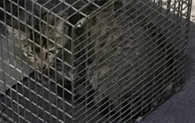 Shelter Stray Female Cat last seen BRIGHTON RD, 12155 Park Blvd, Brighton, CO 80601, USA
