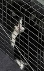 Shelter Stray Male Cat last seen BRIGHTON RD, 12155 Park Blvd, Brighton, CO 80601, USA